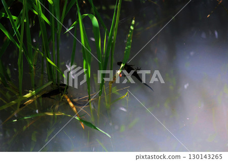 Red-bellied newt swimming underwater Red-bellied newt swimming underwater 130143265