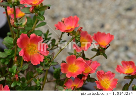 馬齒莧（馬齒莧科）的紅花 130143284