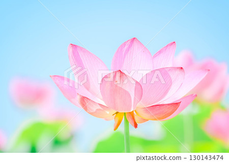 安曇野的夏季蓮花盛開 安曇野的夏季蓮花盛開 130143474