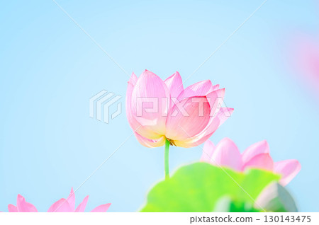 安曇野的夏季蓮花盛開 安曇野的夏季蓮花盛開 130143475