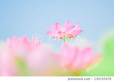 Lotus flowers blooming in summer in Azumino Lotus flowers blooming in summer in Azumino 130143476