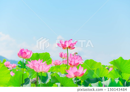 Lotus flowers, Azumino, Shinshu 130143484