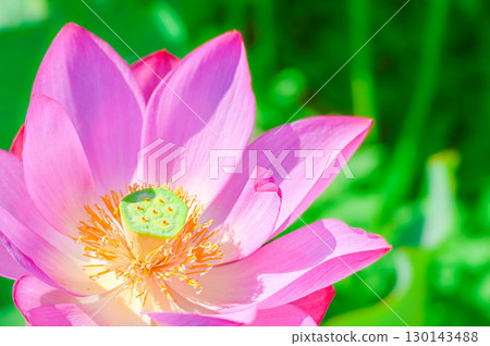 Lotus flowers in full bloom Lotus flowers in full bloom 130143488