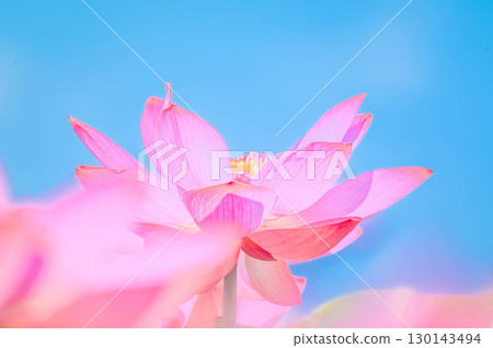 盛開的蓮花 盛開的蓮花 130143494