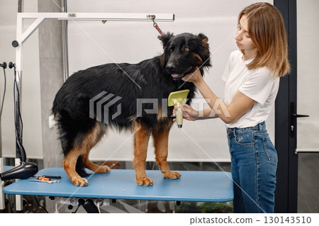 Big black dog getting procedure at the groomer salon. Young woman in white t-shirt combing a dog. Dog is tied on a blue table. Big black dog getting procedure at the groomer salon. Young woman in white t-shirt combing a dog. Dog is tied on a blue table. 130143510