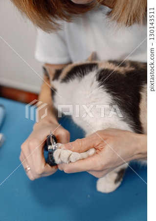 Cropped photo of a little cat's paw. Cat getting procedure at the groomer salon. Cat is getting trimmed the nails. Cropped photo of a little cat's paw. Cat getting procedure at the groomer salon. Cat is getting trimmed the nails. 130143511