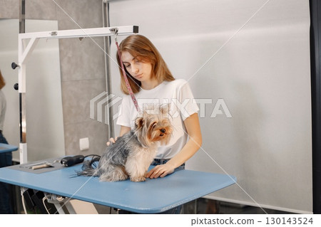 Yorkshire terrier getting procedure at the groomer salon. Young woman in white t-shirt trimming a little dog. Yorkshire terrier puppy getting haircut with a shaving machine. Yorkshire terrier getting procedure at the groomer salon. Young woman in white t-shirt trimming a little dog. Yorkshire terrier puppy getting haircut with a shaving machine. 130143524