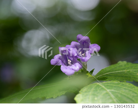 Blue-purple Suzumushibana 130143532