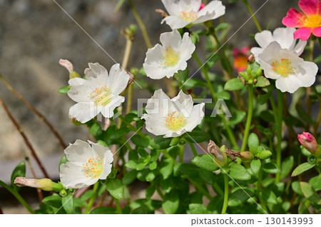 馬齒莧（馬齒莧科）的白色花朵 130143993