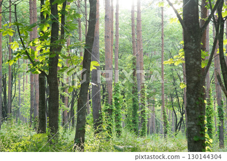 Image of a wooded area Image of a wooded area 130144304