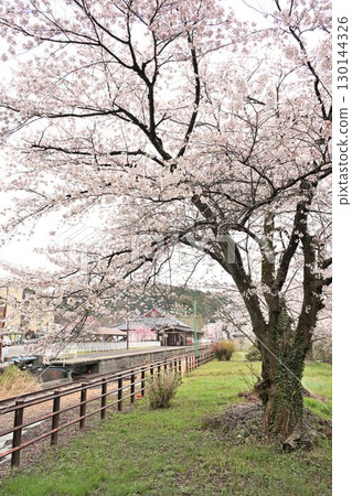 彌彥站和櫻花（新潟縣） 130144326