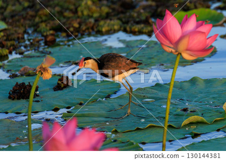 澳洲北領地黃水中可愛的鳳頭水雉和美麗的蓮花 130144381