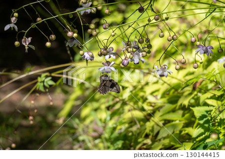 A swallowtail butterfly sucking nectar from a forest fairy, Rengeshouma 130144415