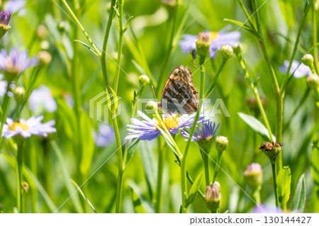 Butterfly sucking nectar in a flower bed 130144427