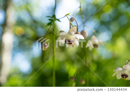 森林仙女蝦 森林仙女蝦 130144434