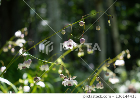 森林妖精蓮華昭馬的花與花蕾 森林妖精蓮華昭馬的花與花蕾 130144435