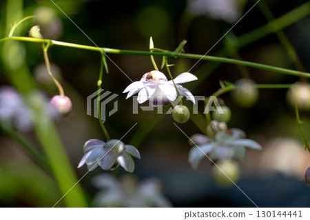 森林妖精蓮華昭馬的花蕾與花朵 森林妖精蓮華昭馬的花蕾與花朵 130144441