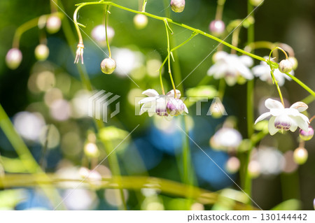 Forest fairy shrimp Forest fairy shrimp 130144442