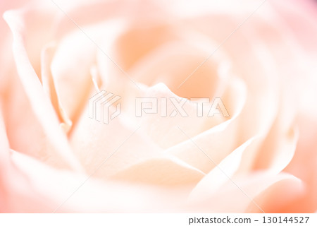 Rose of pink 130144527