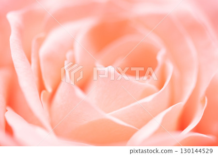 Rose of pink 130144529