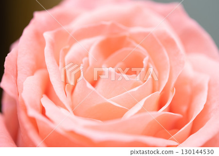 Rose of pink 130144530