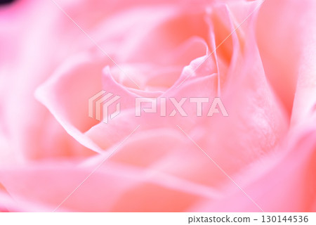 Rose of pink Rose of pink 130144536