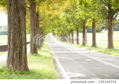 滋賀縣高島市水杉大道 130144554