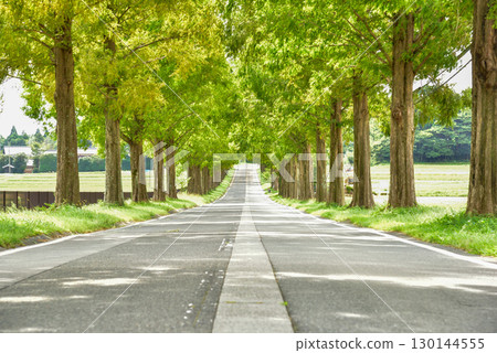 滋賀縣高島市水杉大道 滋賀縣高島市水杉大道 130144555