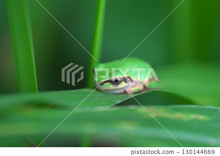  在葉子的雨蛙 130144669