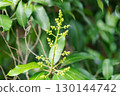 Mango blossoms are blooming before fruiting.The mango bouquet of mango flower is bloom in the nature 130144742