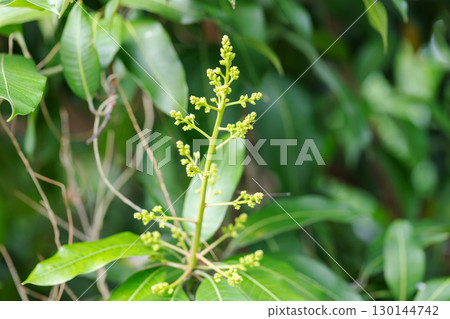 Mango blossoms are blooming before fruiting.The mango bouquet of mango flower is bloom in the nature 130144742