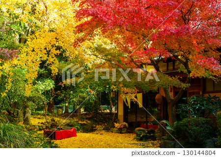 Autumn leaves at Manpukuji Temple's Ginkgoan 130144804