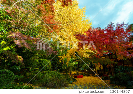 Autumn leaves at Manpukuji Temple's Ginkgoan 130144807