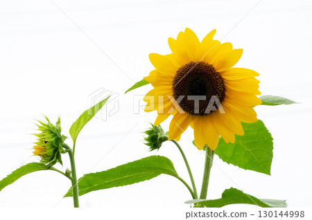 Beautiful yellow flowers 130144998