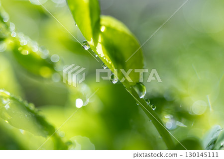 Background material: bokeh, pea sprouts, bright green image 130145111