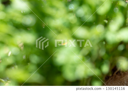 背景材質：散景、豌豆芽、亮綠色影像 130145116