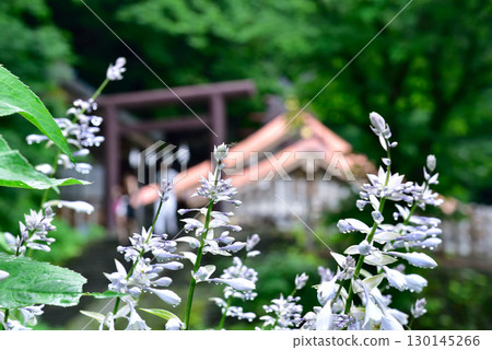 Togakushi Shrine, Nagano Prefecture Togakushi Shrine, Nagano Prefecture 130145266