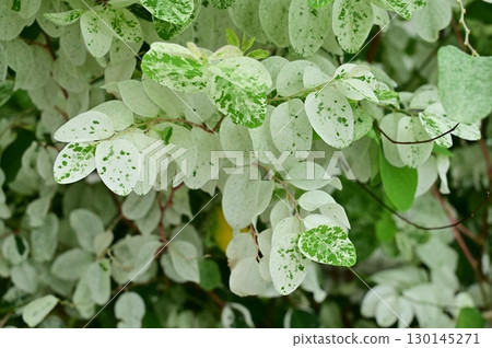 美國月桂樹（芸香科）Brainia 屬 130145271