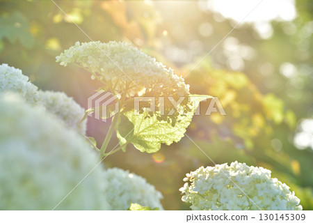 被太陽照亮的繡球花 被太陽照亮的繡球花 130145309