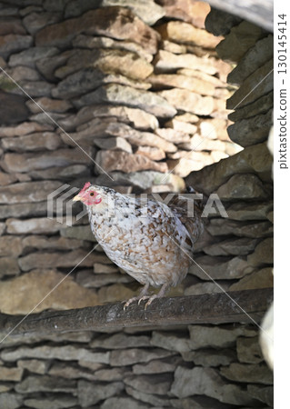 Poule perched gracefully on a wooden beam surrounded by rustic stone walls in a serene countryside Poule perched gracefully on a wooden beam surrounded by rustic stone walls in a serene countryside 130145414