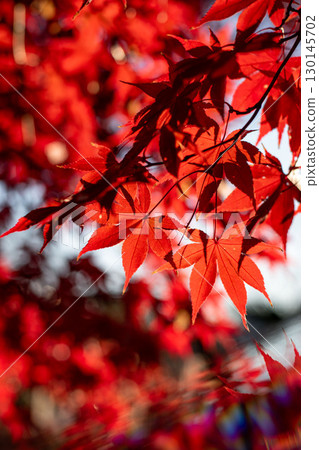 Bright red maple leaves in autumn sunlight close up Bright red maple leaves in autumn sunlight close up 130145702