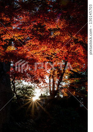 Autumn forest with red maple leaves and sun rays shining through trees Autumn forest with red maple leaves and sun rays shining through trees 130145703