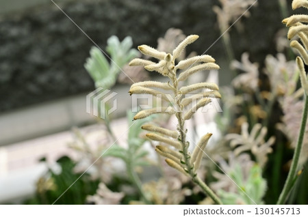 Kangaroo Paw (Haemodoridae) 130145713
