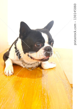 Mighty the Boston Terrier lies down on the bench and gazes cutely. Mighty the Boston Terrier lies down on the bench and gazes cutely. 130145860