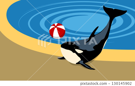Vector illustration of an orca near a swimming pool with a beach ball. Fun and colorful animal scene in flat minimal style, ideal for summer, zoo, or aquatic themes 130145902
