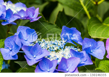 Close-up of hydrangea hydrangea 130146335