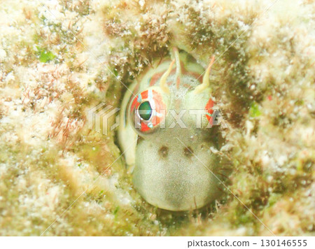 Black-spotted blenny, Onna Village 1 Black-spotted blenny, Onna Village 1 130146555
