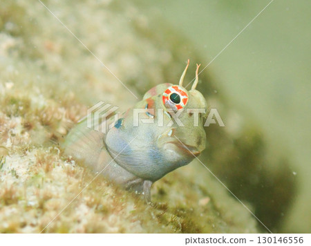 Black-spotted blenny, Onna Village 2 Black-spotted blenny, Onna Village 2 130146556
