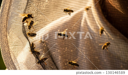 Honey bees flying around protective mesh...-插圖素材 [130146589] - PIXTA圖庫