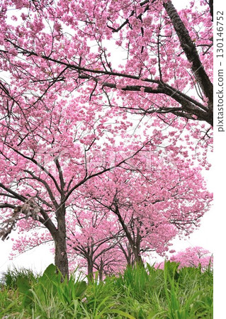 My Road: The Cherry Blossom Road (Niigata Prefecture) My Road: The Cherry Blossom Road (Niigata Prefecture) 130146752